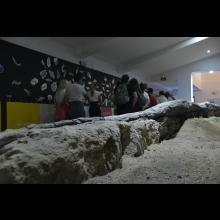 Berrea del ciervo y observación astronómica 