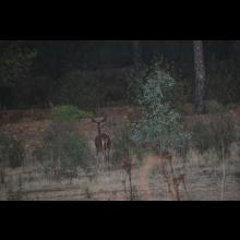 Berrea del ciervo y observación astronómica 